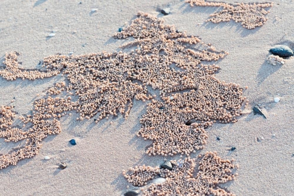 Close up of crab holes and excavations on beach sand - Australian Stock Image