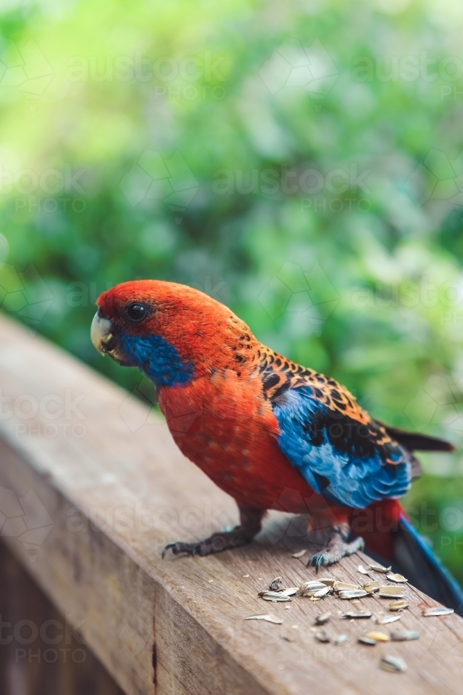 Close up of Crimson Rosella eating seeds on railing of a veranda - Australian Stock Image