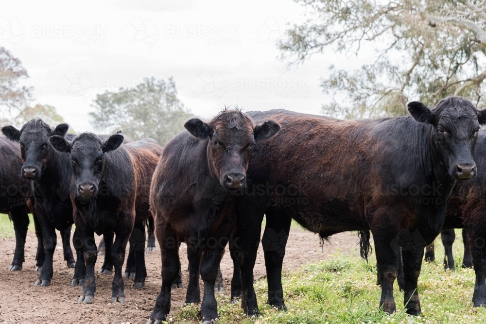 close up of curious Black Angus cows waiting to be fed in the country - Australian Stock Image