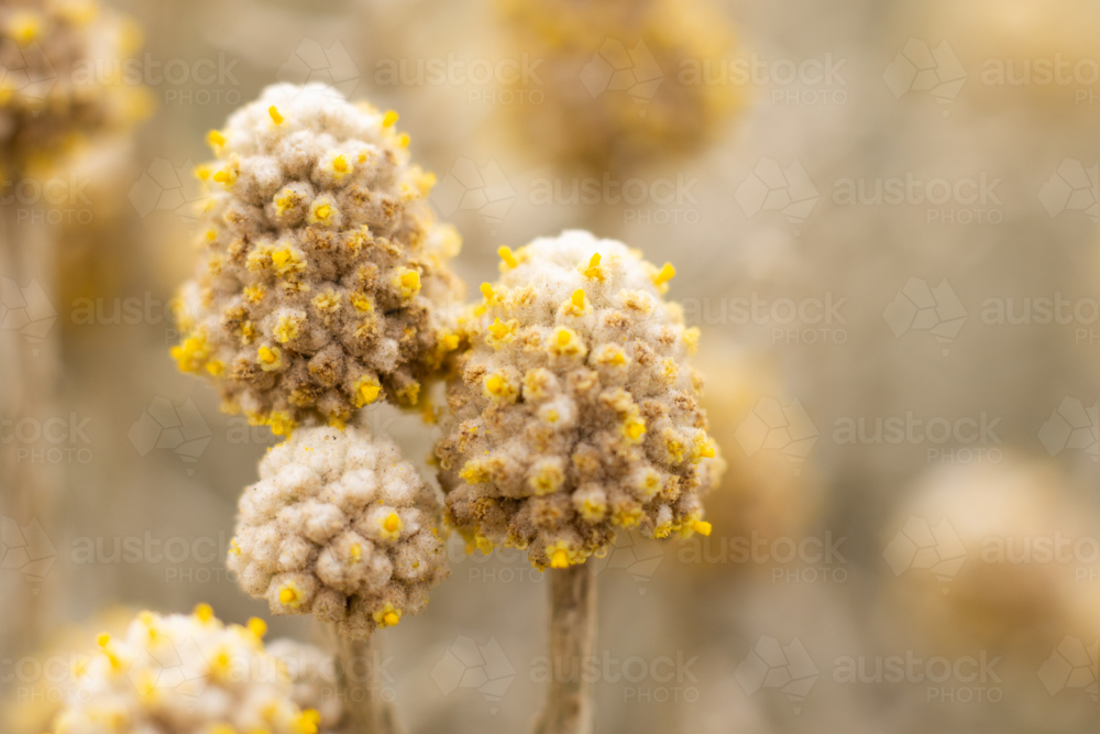 Close up of cushion bush flowers Victoria - Australian Stock Image
