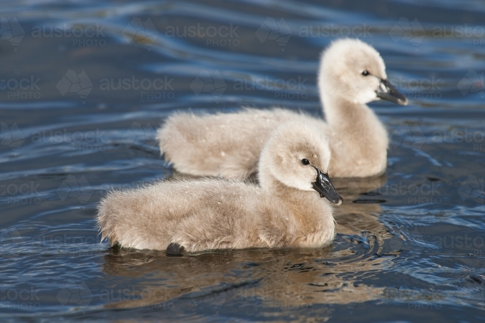 Close up of cygnets on a lake - Australian Stock Image