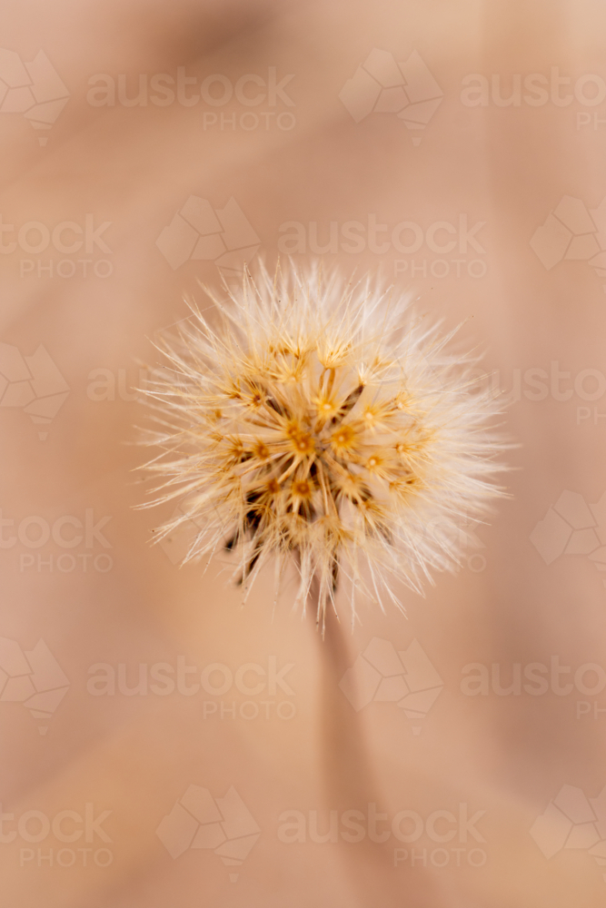 Close up of dandelion seed head - Australian Stock Image