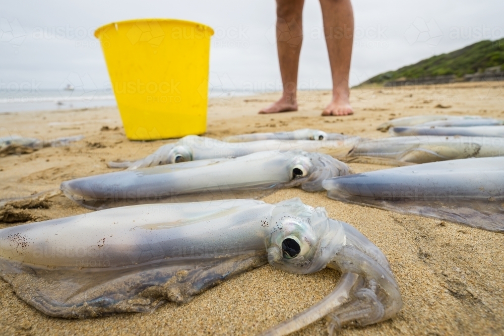 Close up of dead squid lying on the beach at the feet of a fisherman - Australian Stock Image