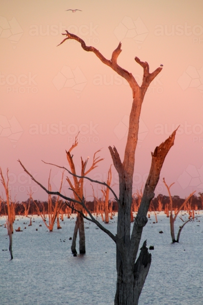 Close up of dead tree in lake mulwala at sunset - Australian Stock Image