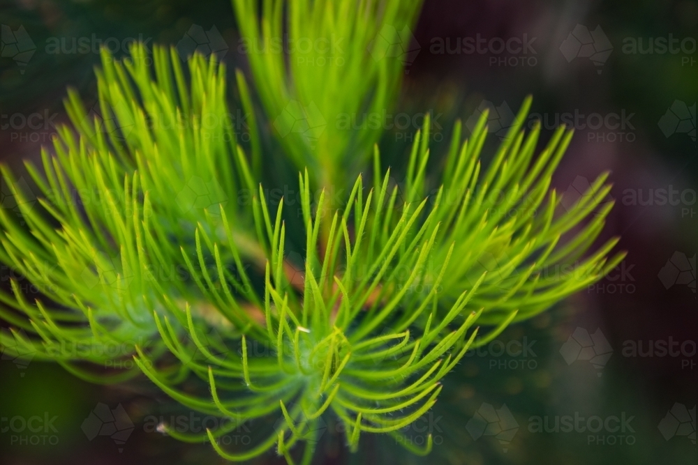 Close up of delicate green spiky leaf plant - Australian Stock Image