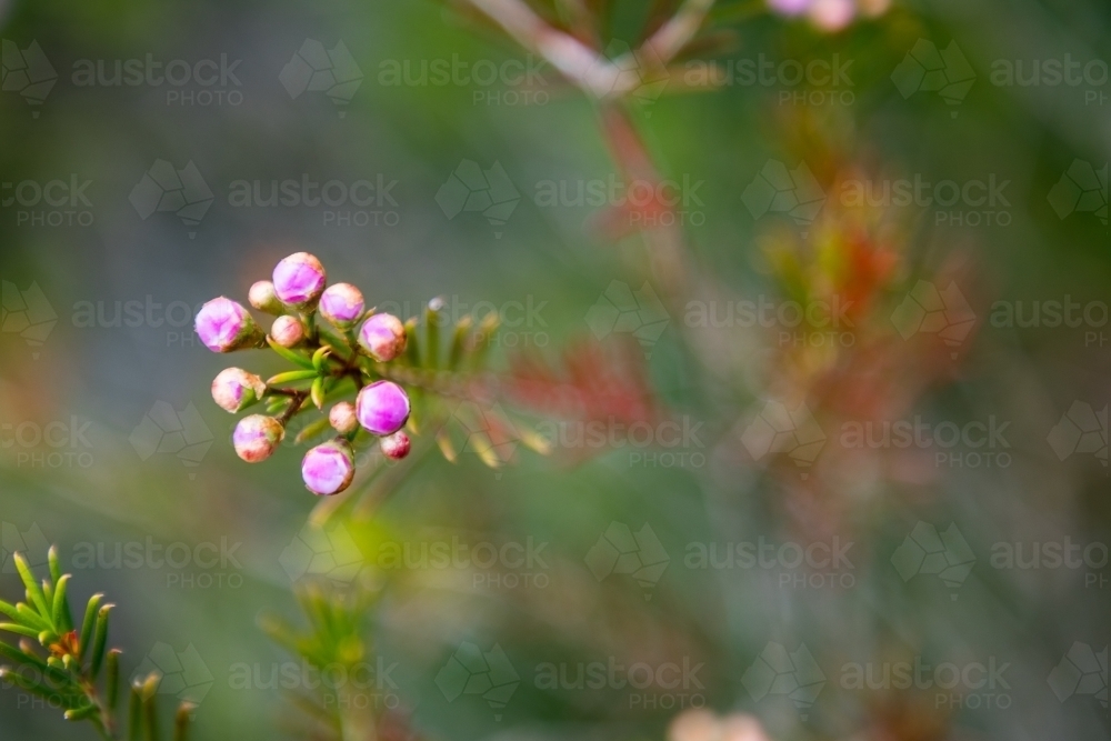 Close up of delicate pink buds on a plant - Australian Stock Image