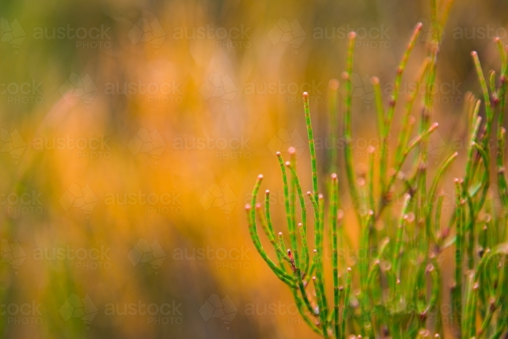 Close up of delicate plant with blurred background - Australian Stock Image