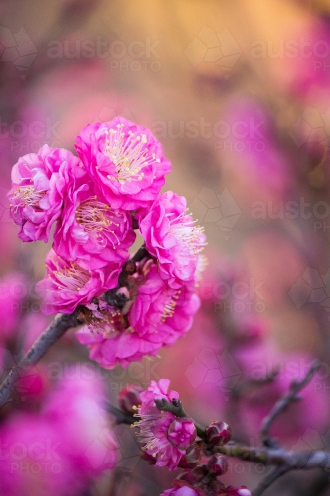 Close up of delicate soft pink blossoms - Australian Stock Image