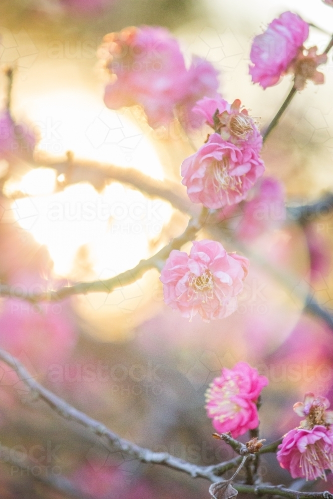 Close up of delicate soft pink blossoms - Australian Stock Image