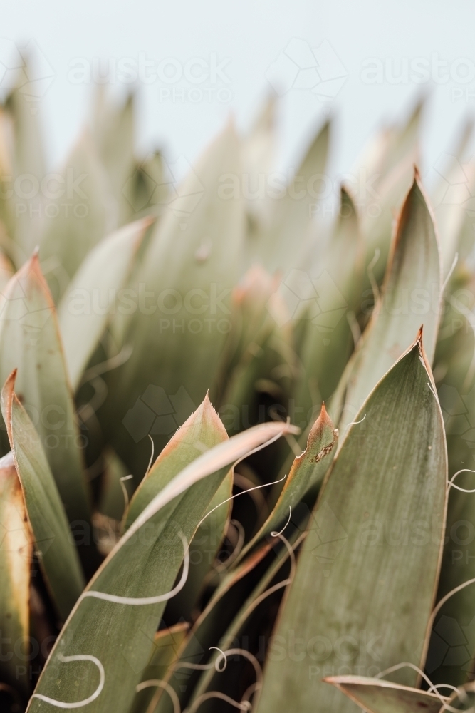 Close-up of dense tall-leafed foliage - Australian Stock Image