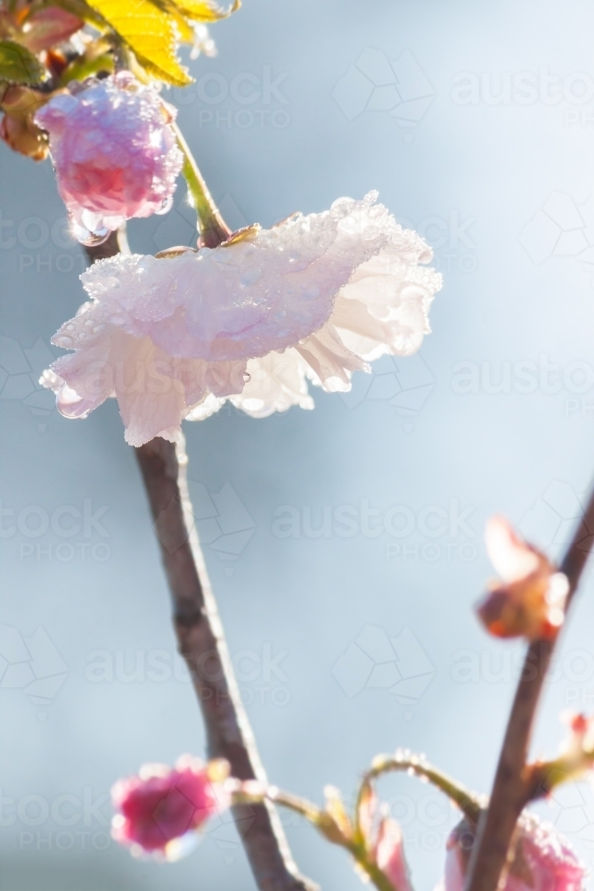 Close up of dew droplets on spring blossom - Australian Stock Image