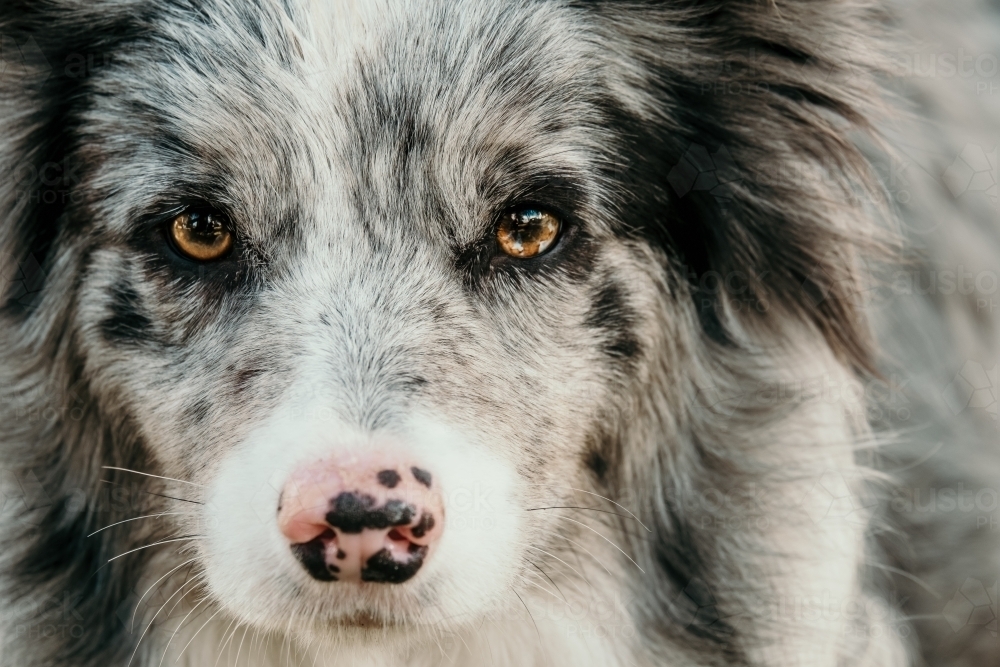 Close up of dogs face - Australian Stock Image