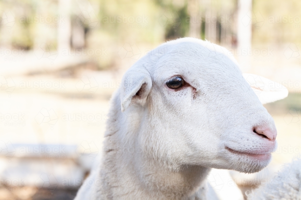 Close up of doper sheep eye - Australian Stock Image