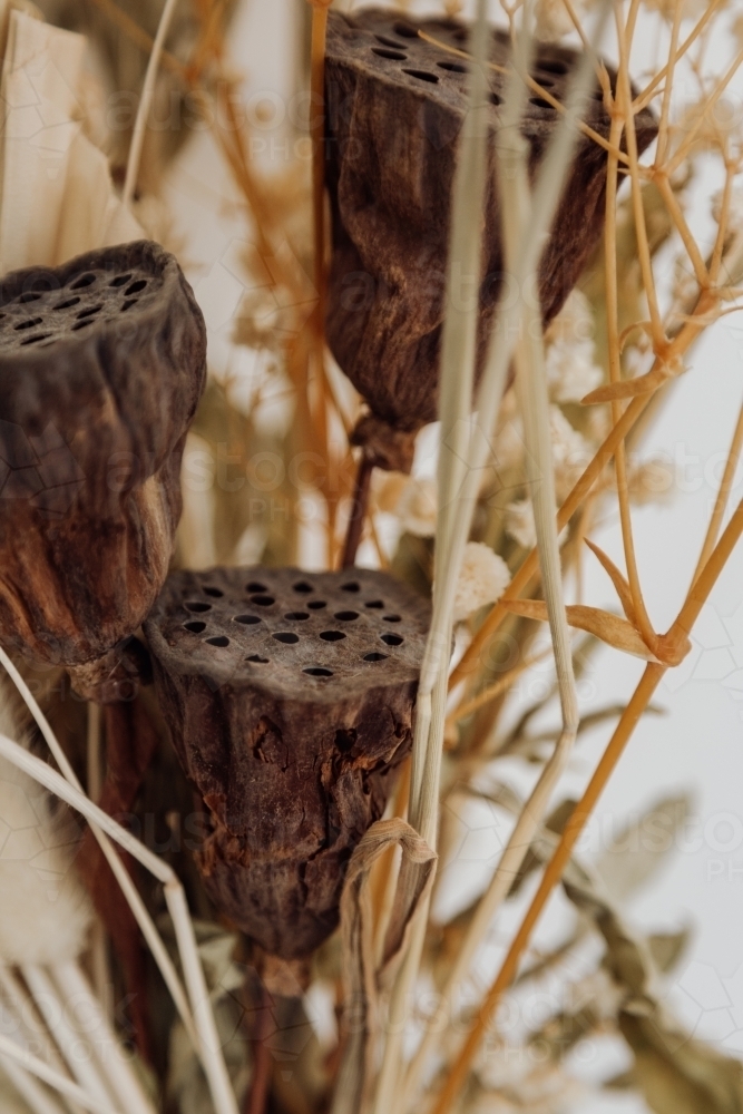 Close-up of dried lotus plant pods - Australian Stock Image