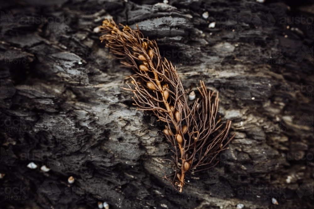 Close-up of dried seaweed plant on rock - Australian Stock Image