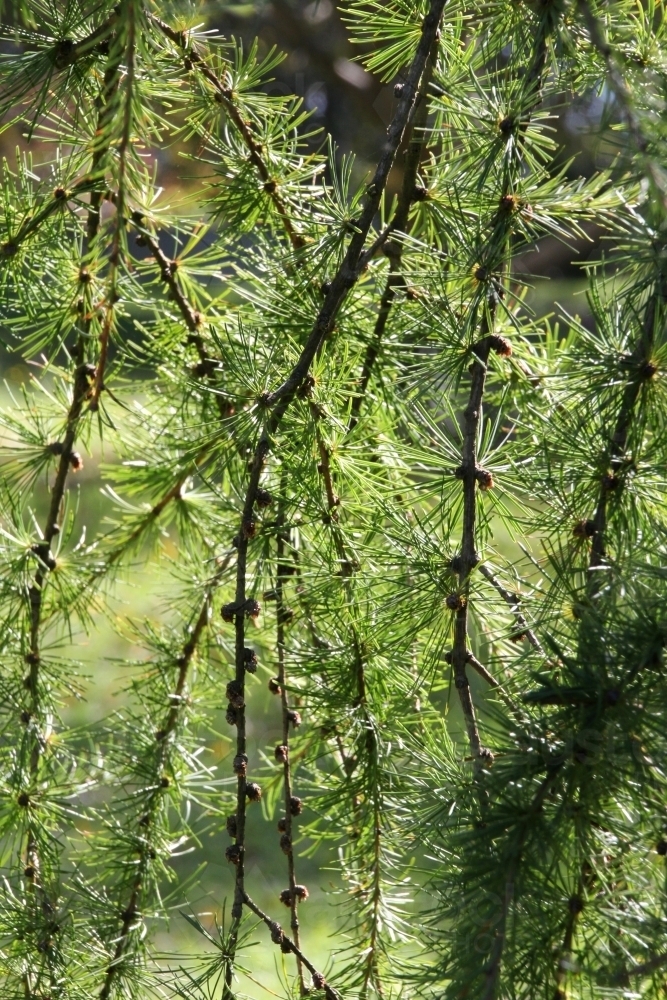 Close up of drooping pine tree branches - Australian Stock Image