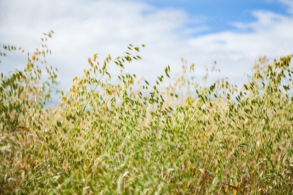 Close up of dry oat straw crop in a farm paddock - Australian Stock Image
