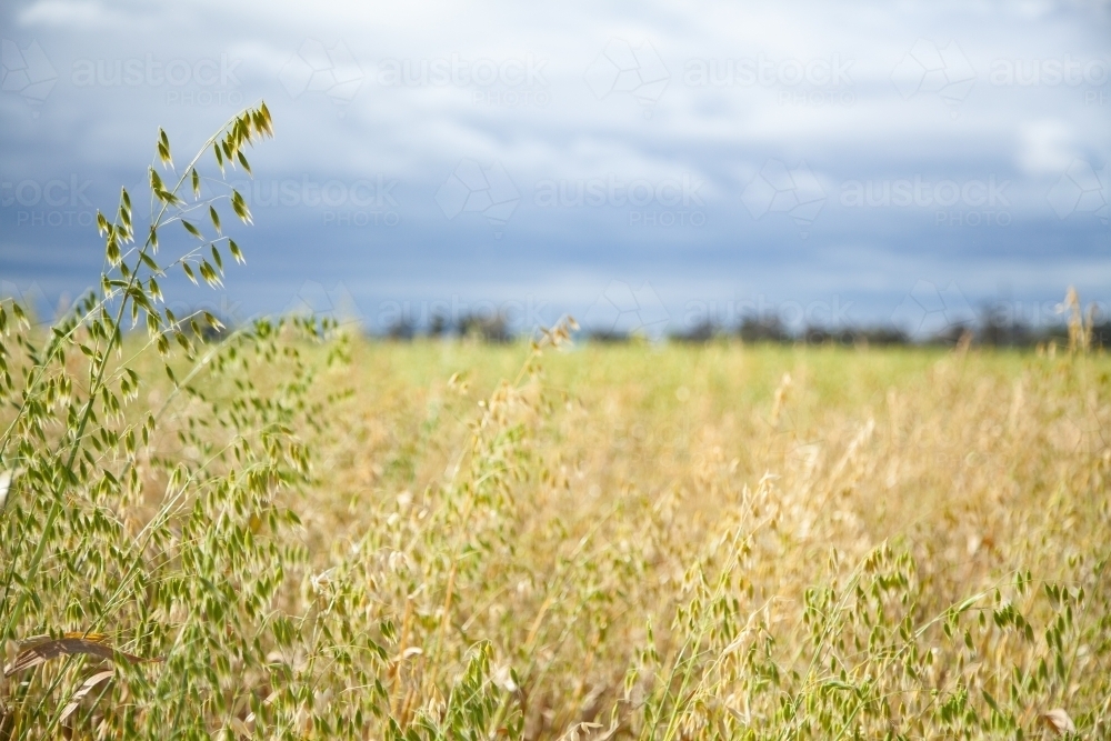 Close up of dry oat straw crop in a farm paddock - Australian Stock Image
