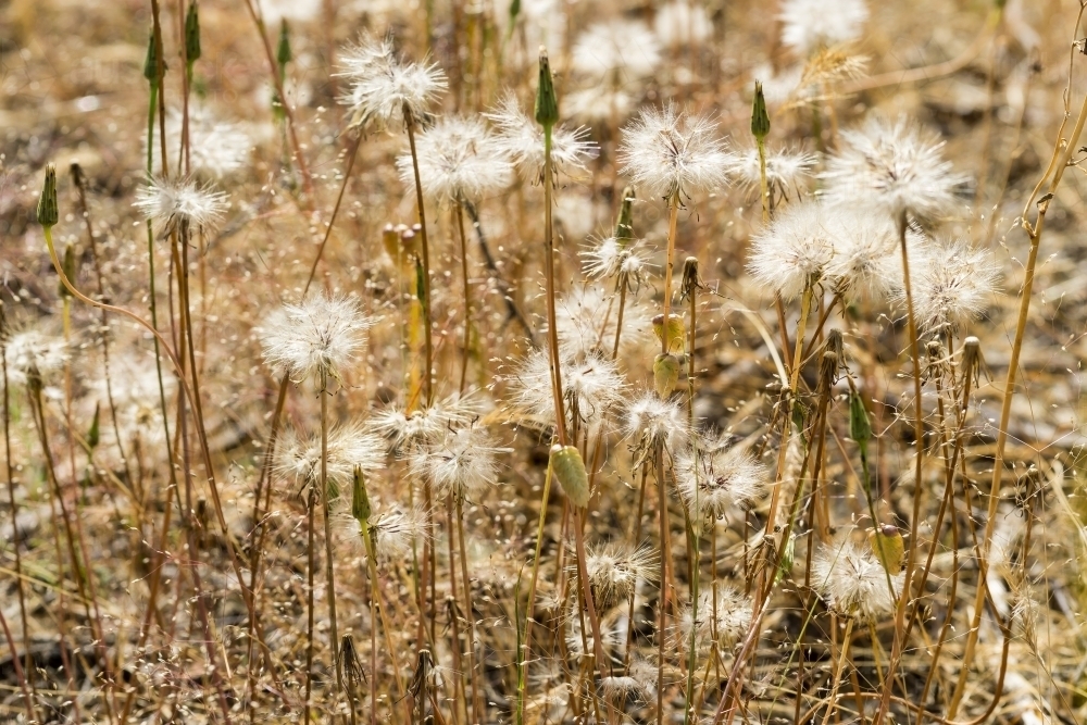 Close up of drying dandelions and fluffy seed heads - Australian Stock Image