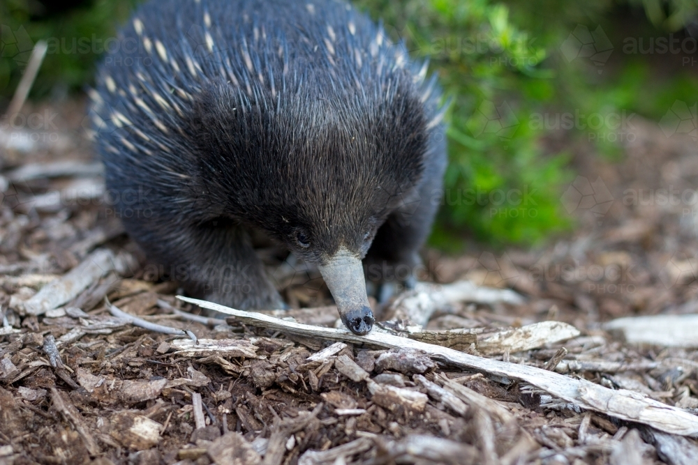 Close up of echidna walking on tanbark ground - Australian Stock Image
