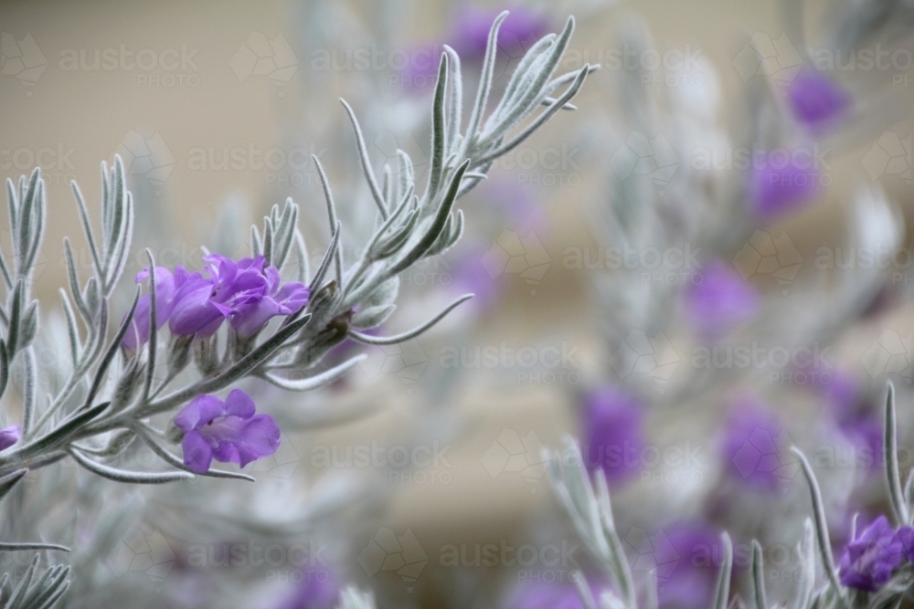 Close up of emu bush flower - Australian Stock Image