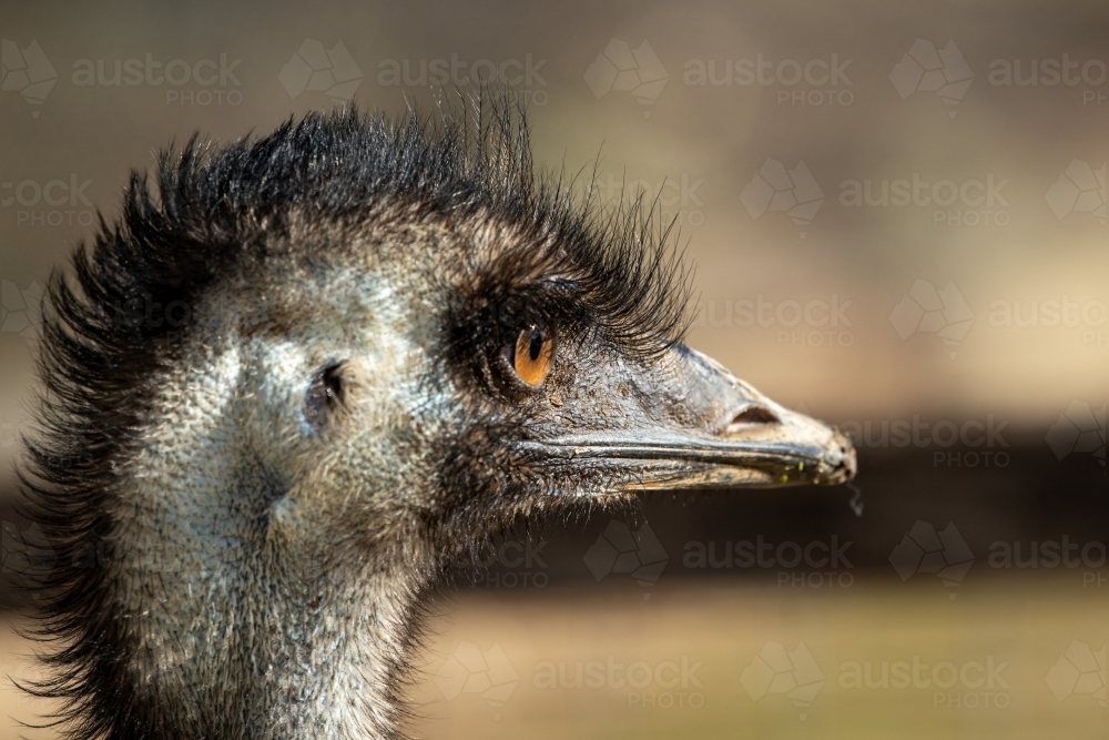 close up of emu head side on - Australian Stock Image