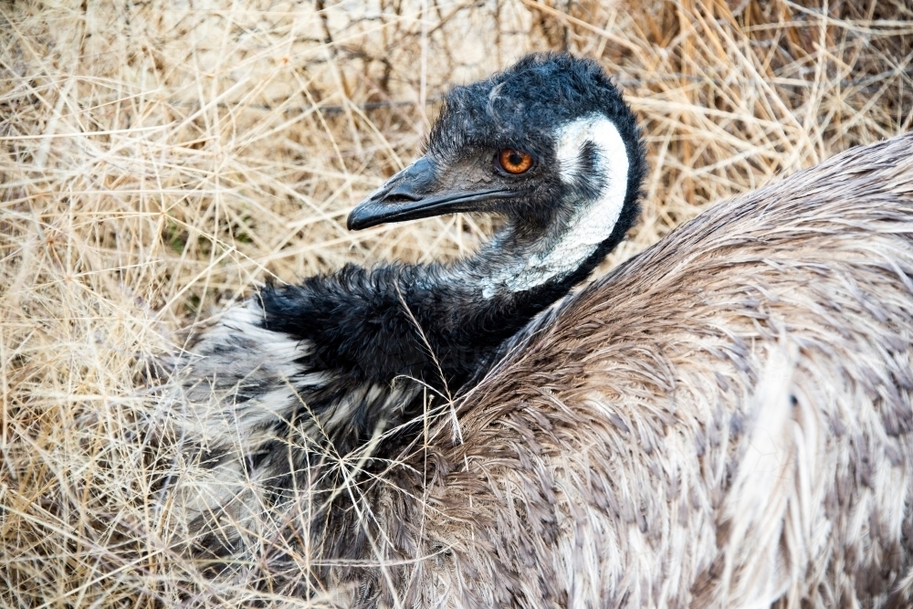 Close up of emu sitting in dry grass - Australian Stock Image