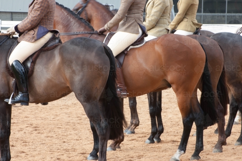 close up of equestrian bay horse rumps in a row at an event - Australian Stock Image