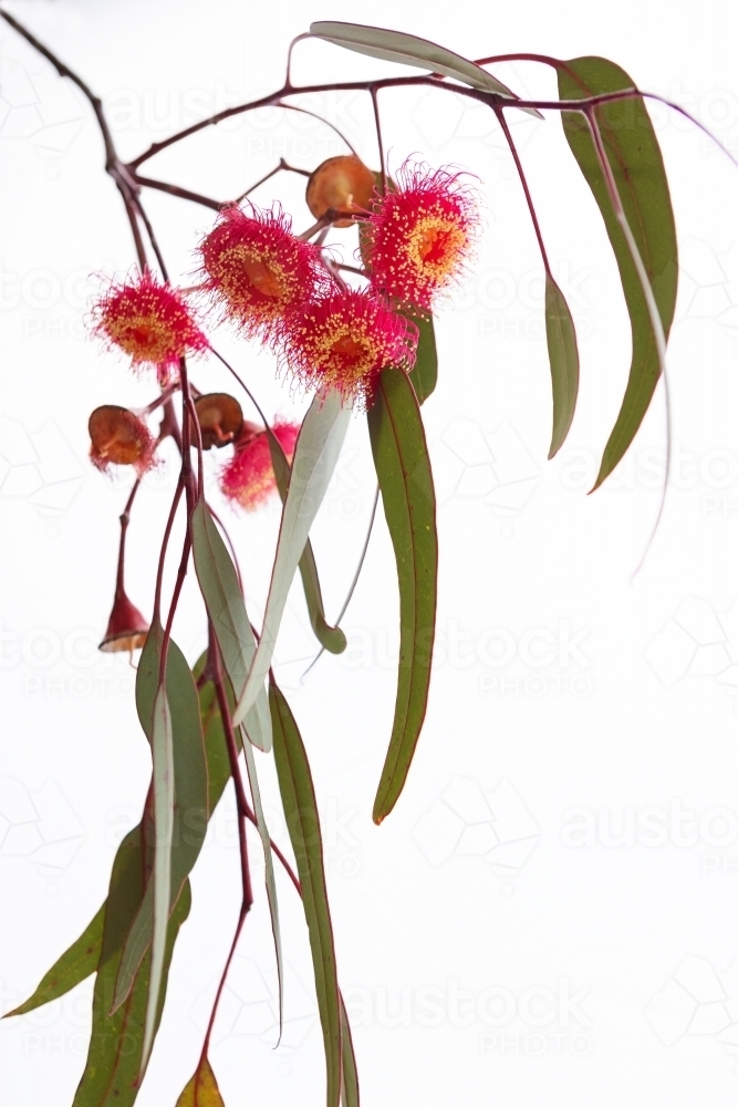 Close up of Eucalyptus Silver Princess flower - Australian Stock Image