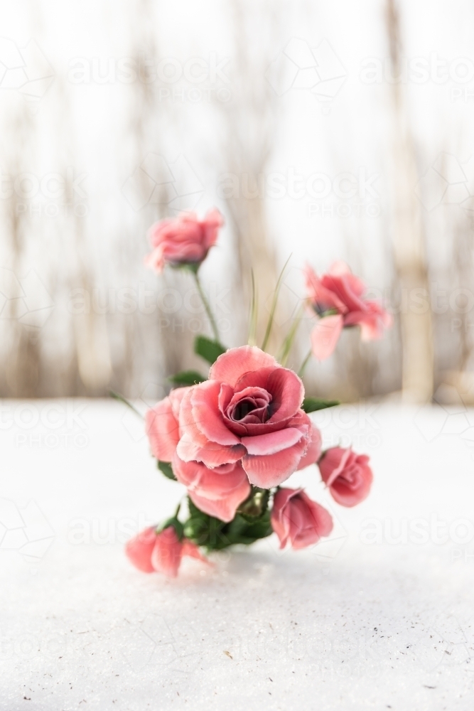 Close up of fake pink flower in a snowy forest - Australian Stock Image