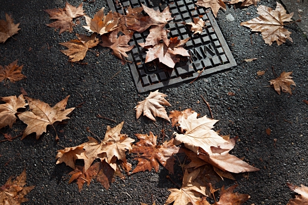 Close up of fallen autumn leaves on city street of Sydney - Australian Stock Image