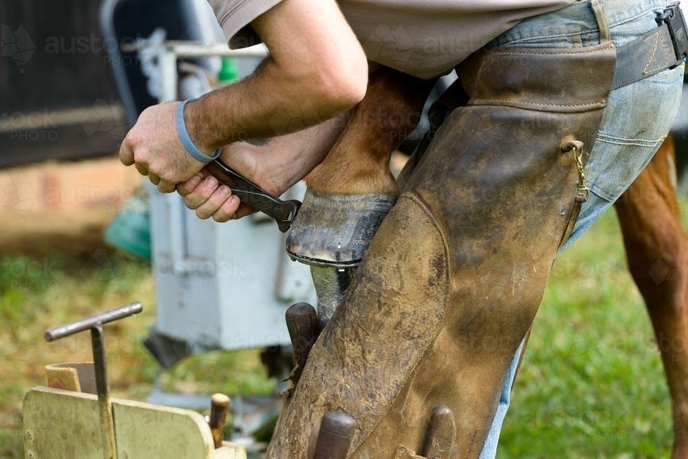 Close up of farrier removing a horseshoe - Australian Stock Image