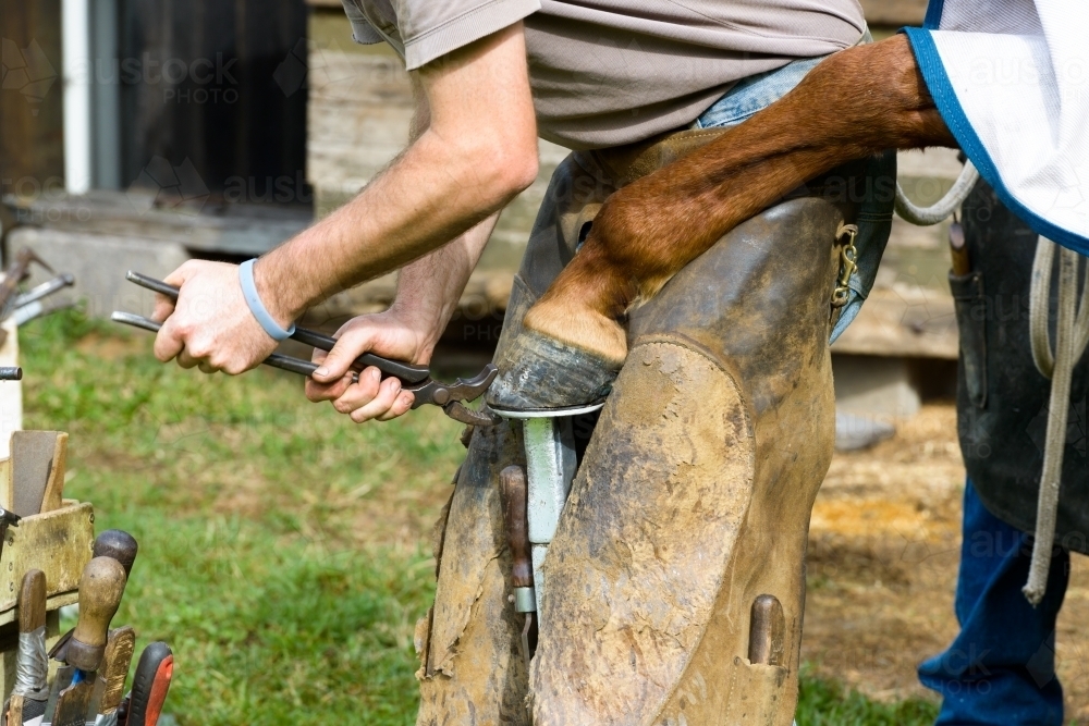 Close up of farrier removing a horseshoe - Australian Stock Image