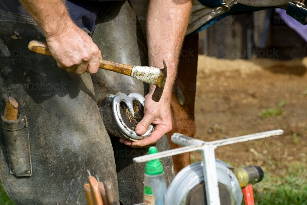 Close up of farrier shoeing a horse - Australian Stock Image