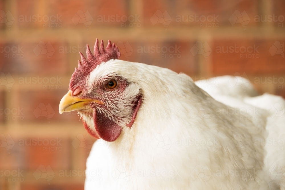 Close up of fat white chicken - Australian Stock Image