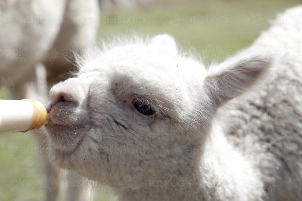 Close up of feeding a baby alpaca with a bottle of milk - Australian Stock Image
