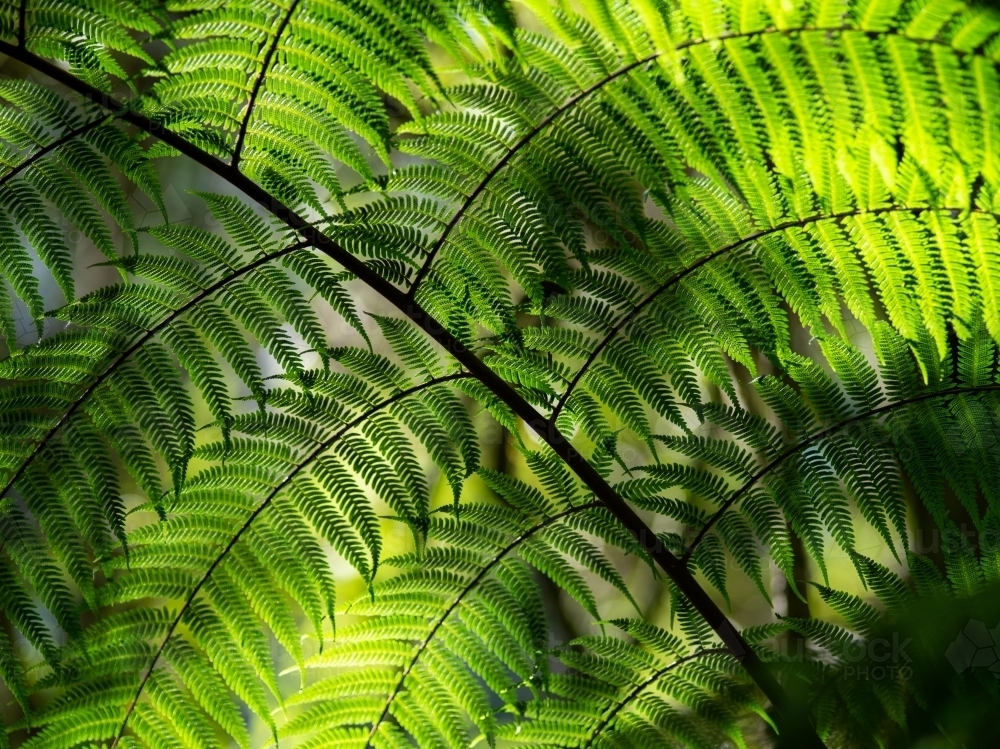 Close up of fern frond - Australian Stock Image