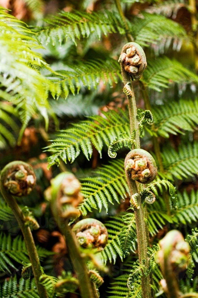 Close up of fern fronds and ferns in wet sclerophyll forest - Australian Stock Image