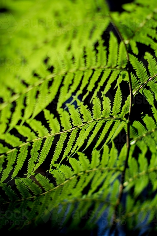 Close up of fern fronds caught in the sunlight - Australian Stock Image