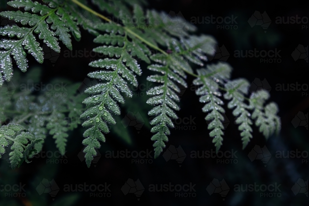 Close up of fern fronds in the rainforest - Australian Stock Image