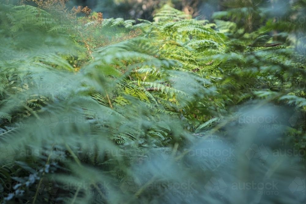 Close up of fern leaves in the undergrowth - Australian Stock Image