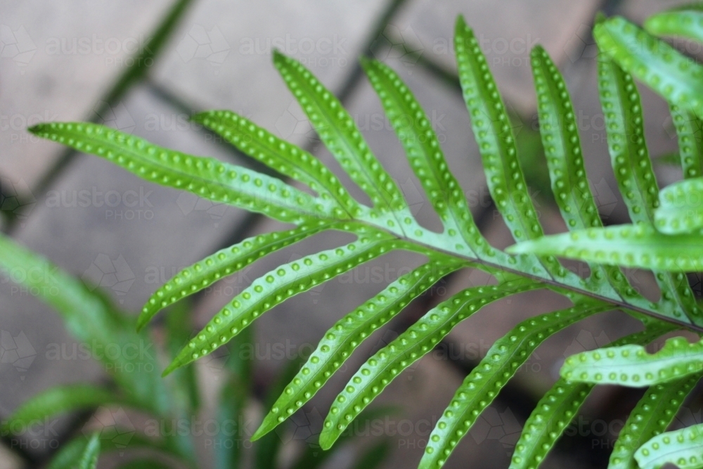 Close up of fern with dots - Australian Stock Image