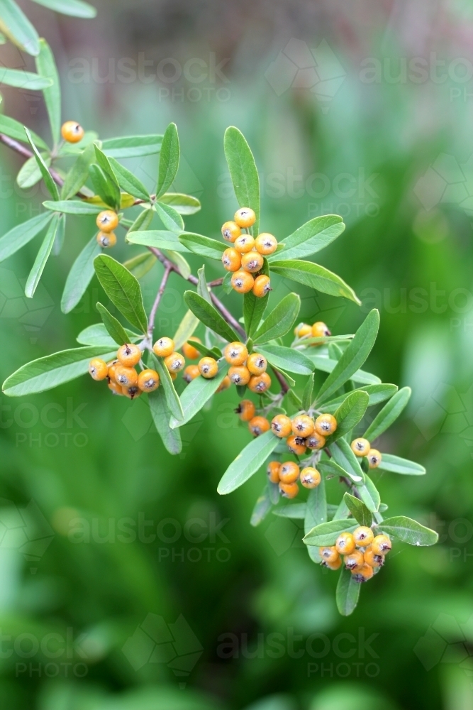 Close up of firethorn shrub - Australian Stock Image