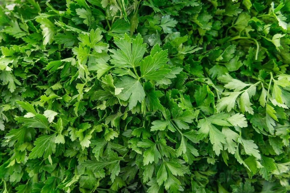 Close up of flat leaf parsley - Australian Stock Image