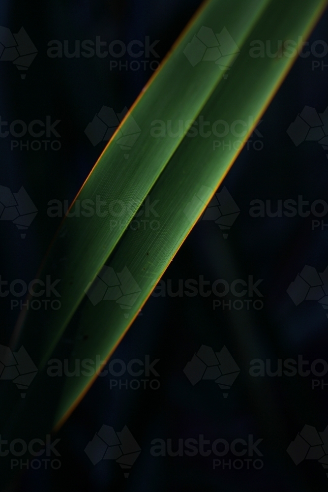 Close up of flax leaf with glowing edges - Australian Stock Image