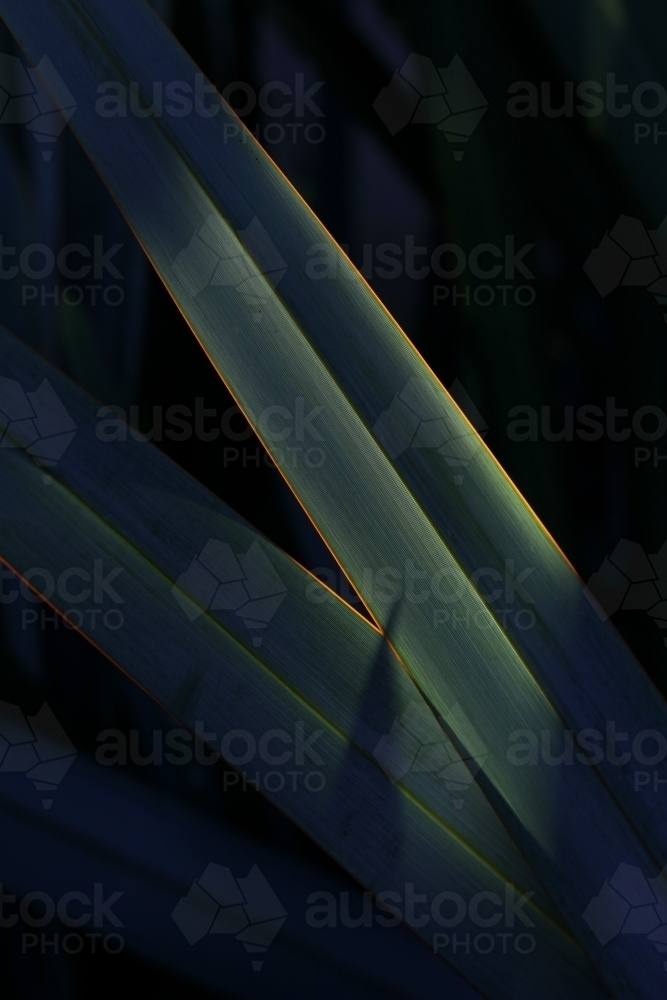 Close up of flax leaves in afternoon sun - Australian Stock Image