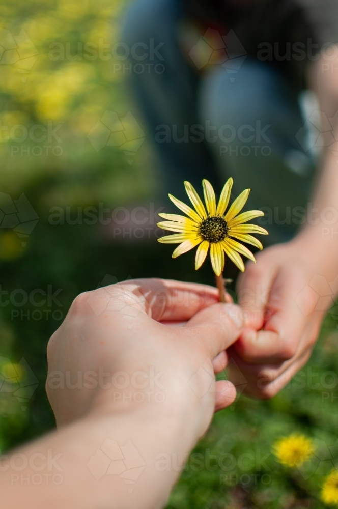 Close up of flower being passed from child to parent - Australian Stock Image