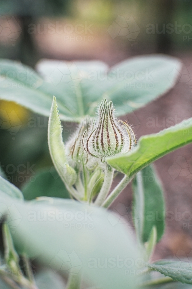 Close up of flower bud - Australian Stock Image