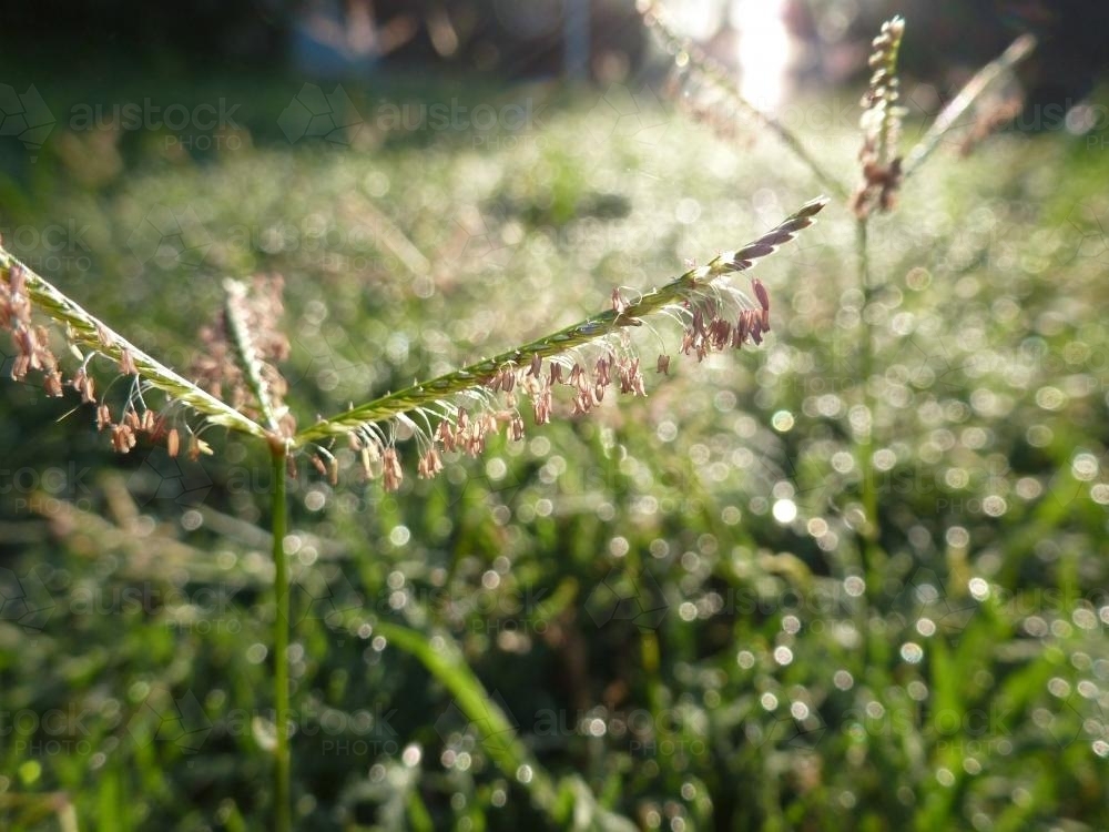 Close up of flowering couch grass - Australian Stock Image