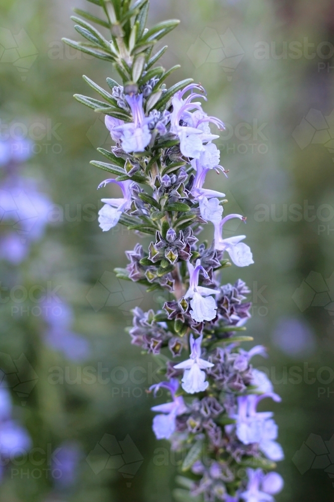 Close up of flowering rosemary - Australian Stock Image